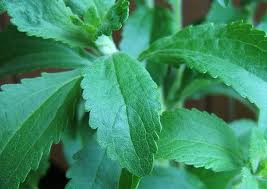 Stevia Leaf